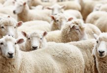 Πανώλη: Απαγόρευση σε όλη τη χώρα μετακίνησης και σφαγής αιγοπροβάτων