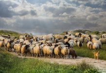 Δ. Κουρέτας: «Θανάτωση 9.200 ζώων για την αντιμετώπιση της εξάπλωσης πανώλης»