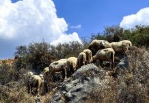 Κ. Τσιάρας για πανώλη: Στην Ε.Ε. το θέμα, παρατείνονται για μία εβδομάδα τα μέτρα περιορισμού της νόσου