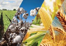 Τράπεζα Πειραιώς: Πτώση τιμών στα αγροτικά προϊόντα για τρίτο συνεχόμενο μήνα