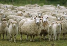 Πανώλη: Ελεύθερη η μετακίνηση αιγοπροβάτων και βοοειδών – Ποιες περιοχές εξαιρούνται